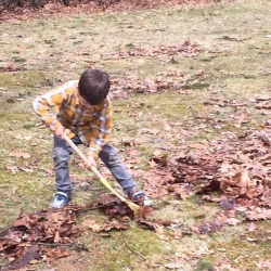 A young boy rakes leaves