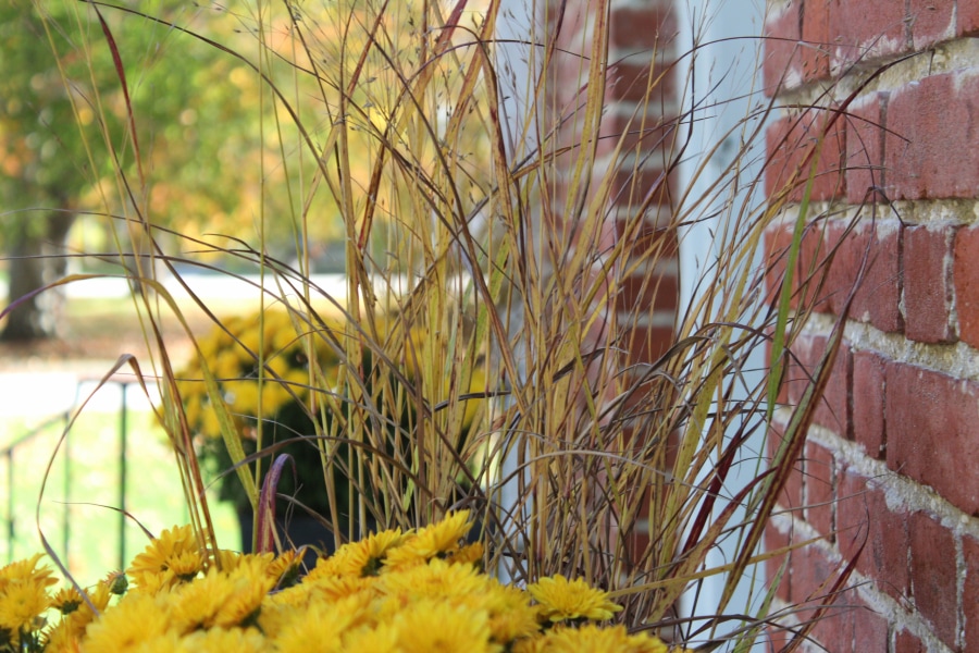 Decorative autumn grasses and flowers