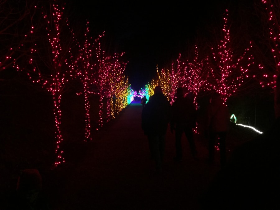 Christmas lights line a path at Naumkeag's Winterlights