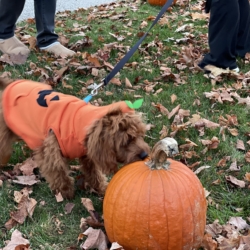 A dog inspects a field of pumpkins
